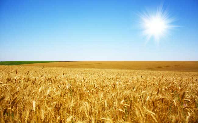 пшеничное-поле-фото-1.jpg
